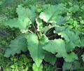 Arctium lappa